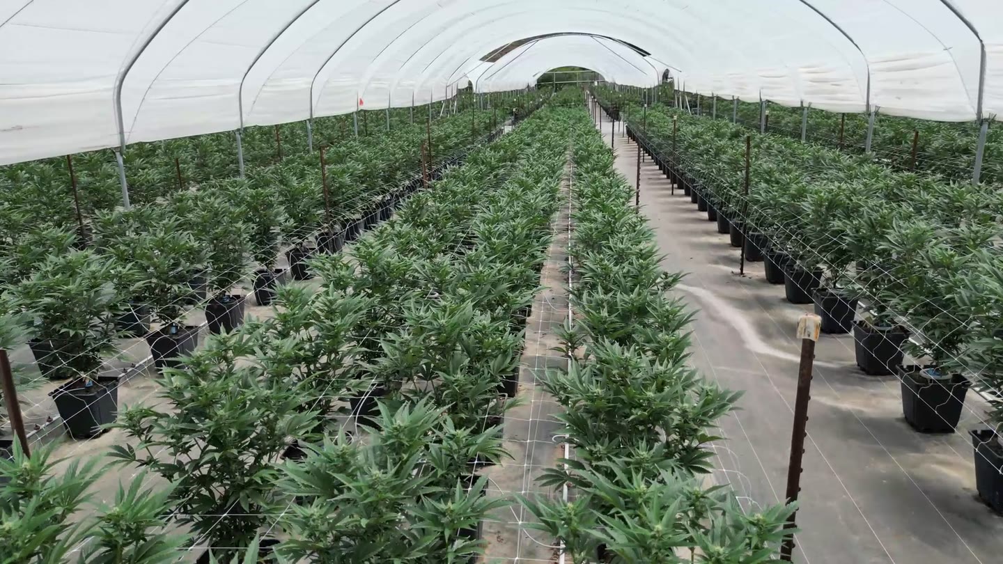 ABL cultivation preview